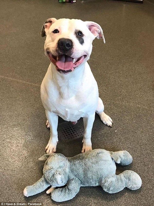 Спасенная собака, которая научилась улыбаться
