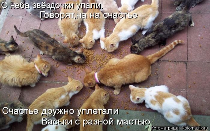 Лучшие котоматрицы за прошедшую неделю