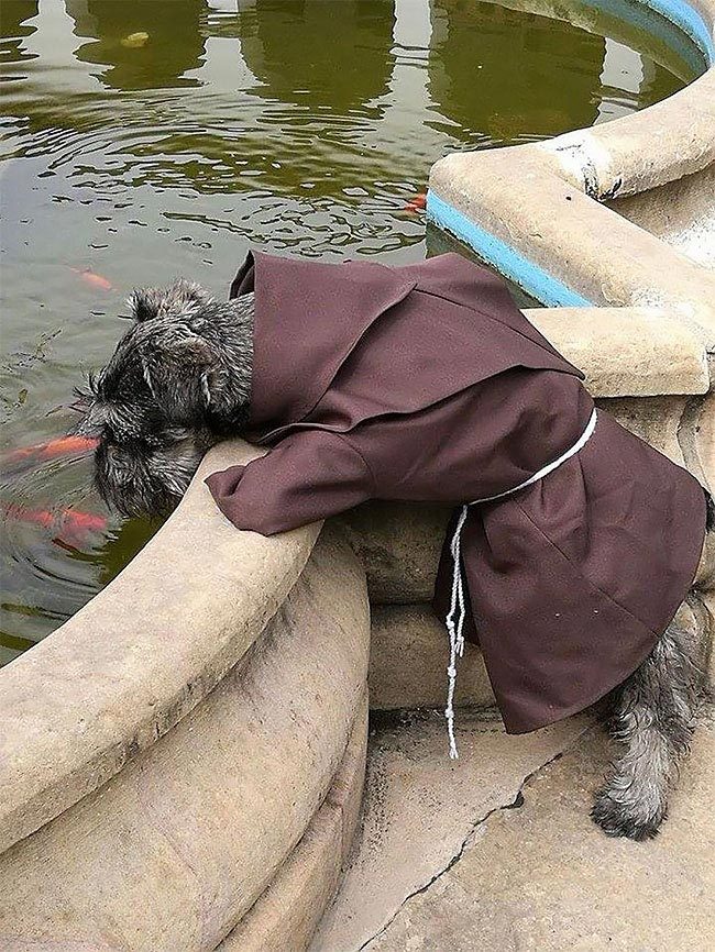 Первая собака-монах