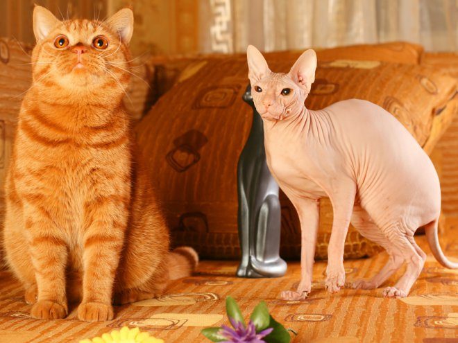 Самые редкие и необычные породы кошек