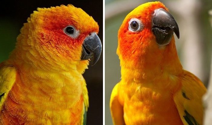 Животные до и после того, как их похвалили владельцы