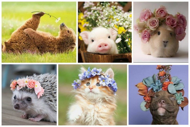 Животные и цветы