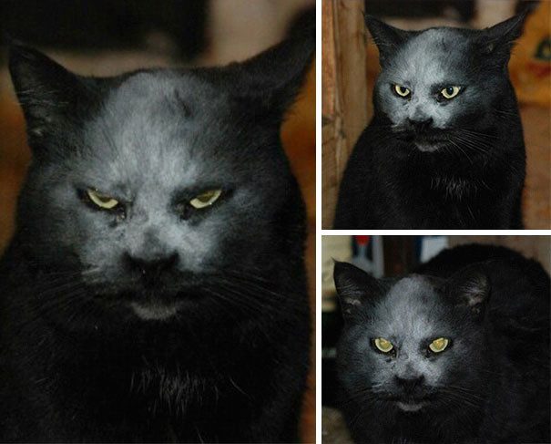 Тёмная сторона жизни кошек