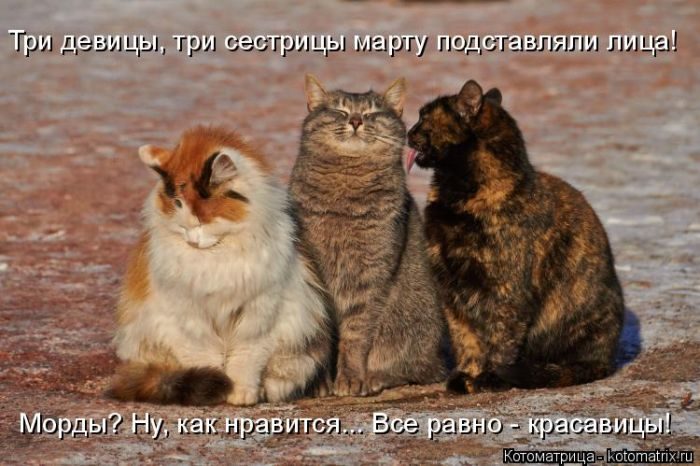 Лучшие котоматрицы прошедшей недели