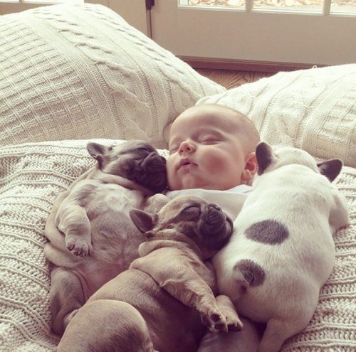 Очаровательные спящие малыши и их собаки