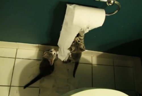 Маленькие озорники, которые обожают играться с туалетной бумагой