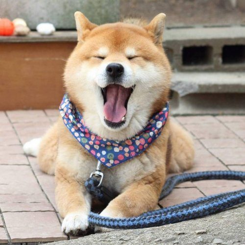 Самый эмоциональный пёс Японии
