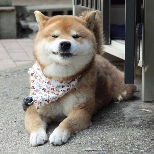 Самый эмоциональный пёс Японии