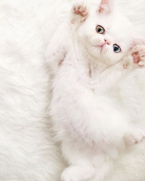Крошечный котёнок с гетерохромией