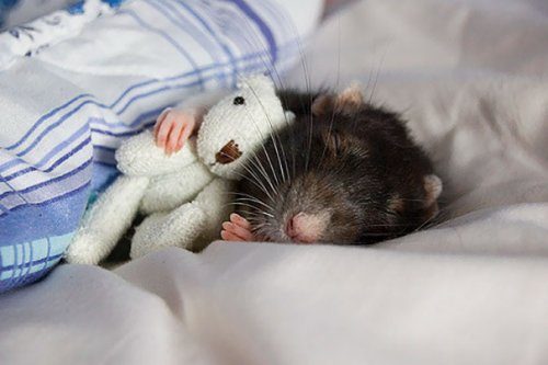 Животные, которые очень любят спать с игрушками