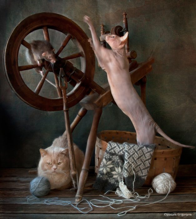 Невероятные фотографии кошек Элеоноры Григорьевой