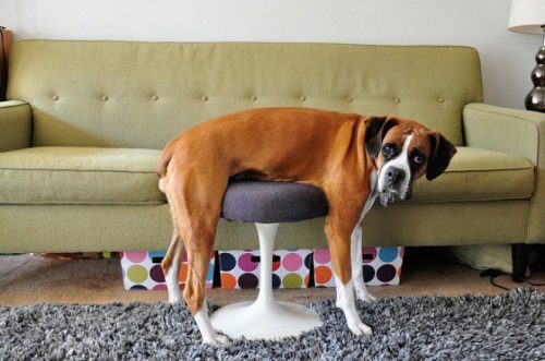 Непростые взаимоотношения между животными и мебелью