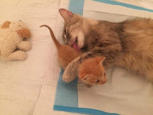 Чудесная мама для осиротевшего котёнка