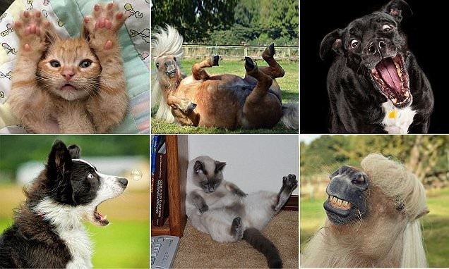Конкурс Смешных Фото Животных