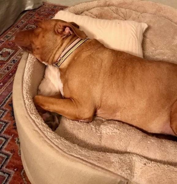 Собака, которая прожила 8 лет на цепи, обрела любящего хозяина