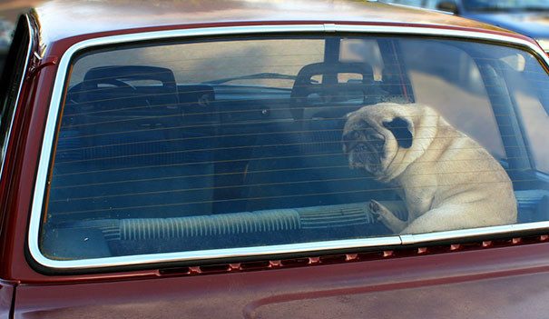 Не оставляйте собак в машине