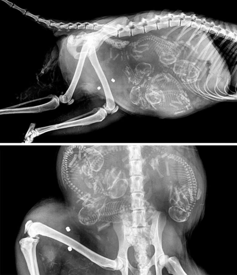 Беременность животных на рентген-снимках