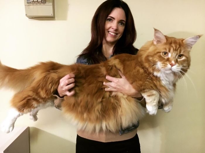 Самый длинный кот планеты