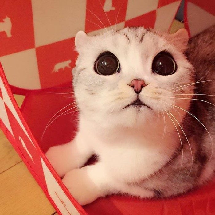 Хана – кошка с самыми большими глазами