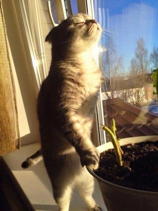 Кошки, которые обожают солнечный свет