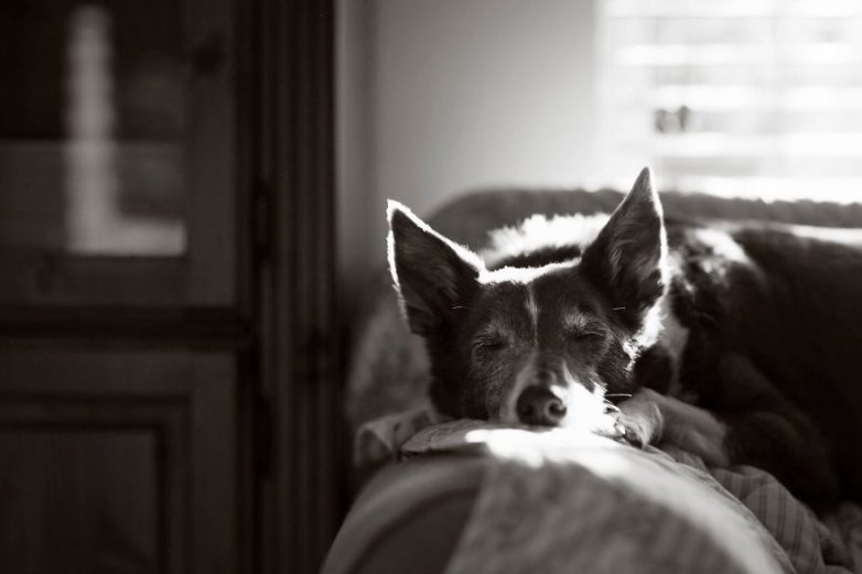 Самые фотогеничные собаки