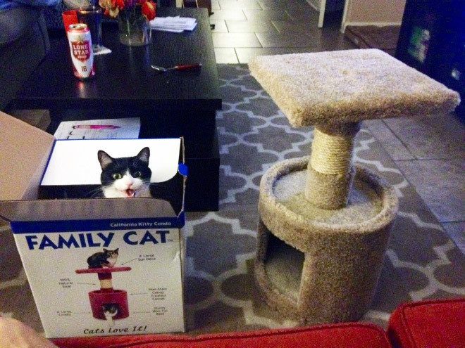 Эти коты лучше хозяев знают, как использовать их дорогие подарки