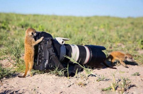 Фотографии животных в дикой природе