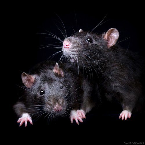 Милые крысы, ломающие стереотипы об этих животных