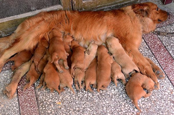 Очаровательные собачки и их чудесное потомство