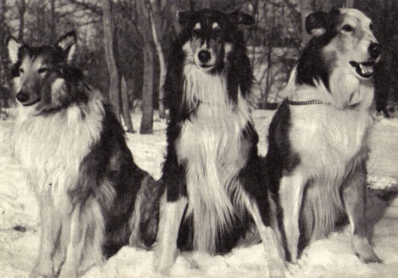 Собаки в Советском союзе