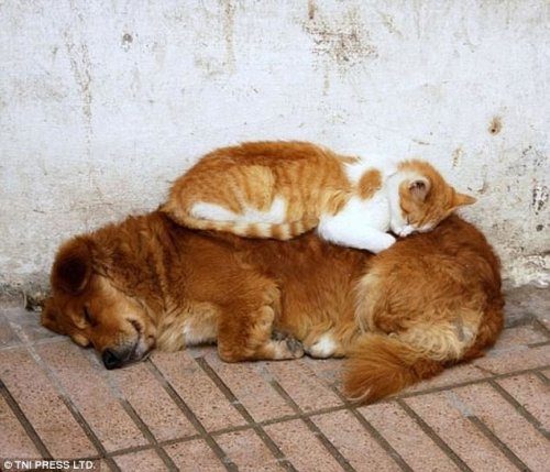 Кошки, которые любят спать на собаках