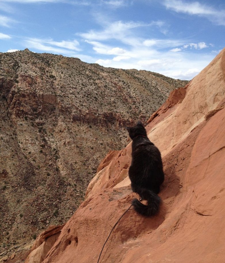 Кошка Амелия ходит в горы со своим хозяином