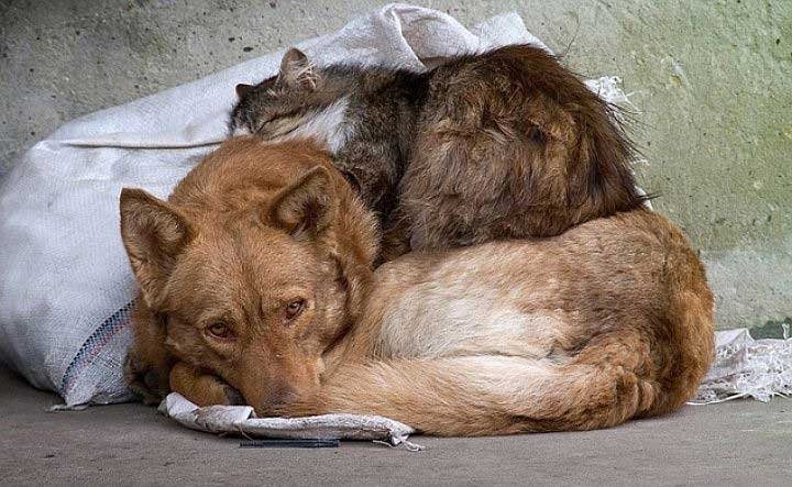 Жительница Красноярска пожертвовала средства на лечение бездомных животных‍