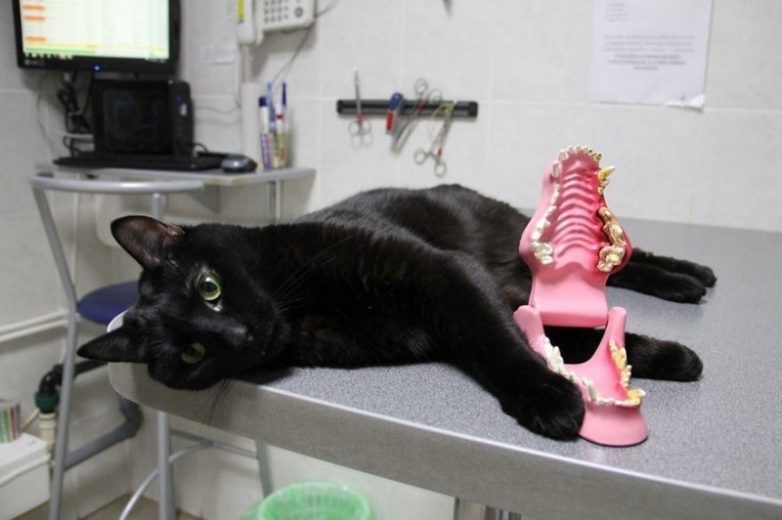 Кот, который сам не может ходить, но помогает другим больным животным