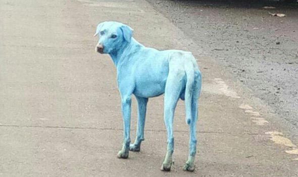 Почему в Индии собаки ярко-голубого цвета