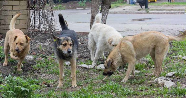Собаки охраняли маленькое сокровище, брошенное умирать в лесу