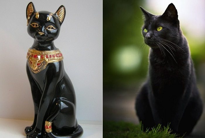 Откуда взялся суеверный страх у людей перед чёрными кошками