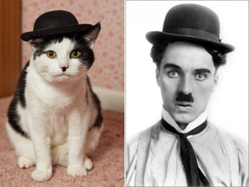 Кошки, которые очень похожи на известных персонажей и знаменитостей