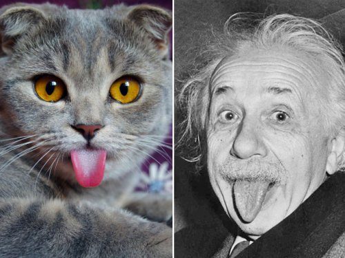 Кошки, которые очень похожи на известных персонажей и знаменитостей