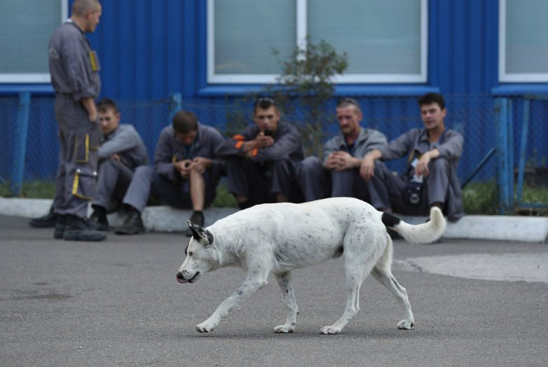 Собаки Чернобыля