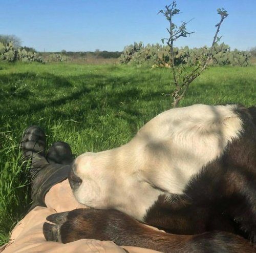 Очаровательные коровки, которые доказывают, что они — это просто большие собаки