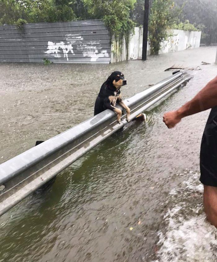 Собаки, которых бросили хозяева на произвол судьбы во время урагана &quot;Харви&quot;