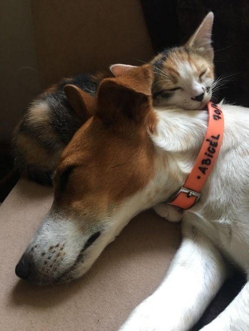 Удивительные фото дружбы кошек и собак