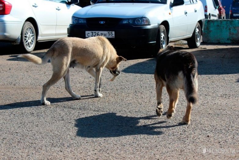 Омские собаки, которые любят смотреть на ДТП