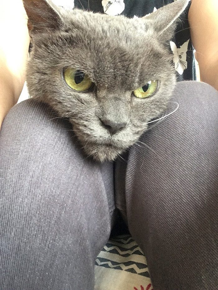 Шамо - самая сердитая кошка в мире