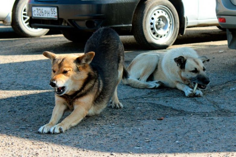 Омские собаки, которые любят смотреть на ДТП