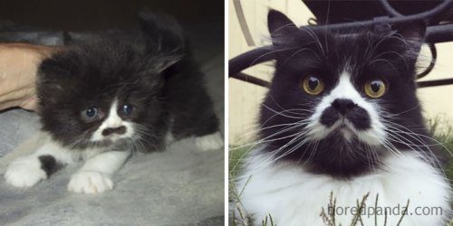 Коллекция фотографий кошек из серии &quot;тогда и сейчас&quot;