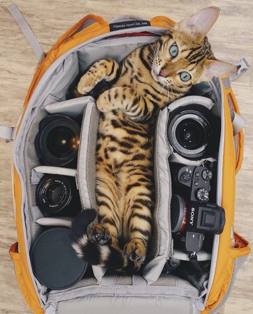 Бенгальская кошка, которая очень любит путешествовать
