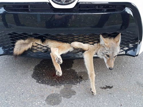 Удивительный случай живучести койота