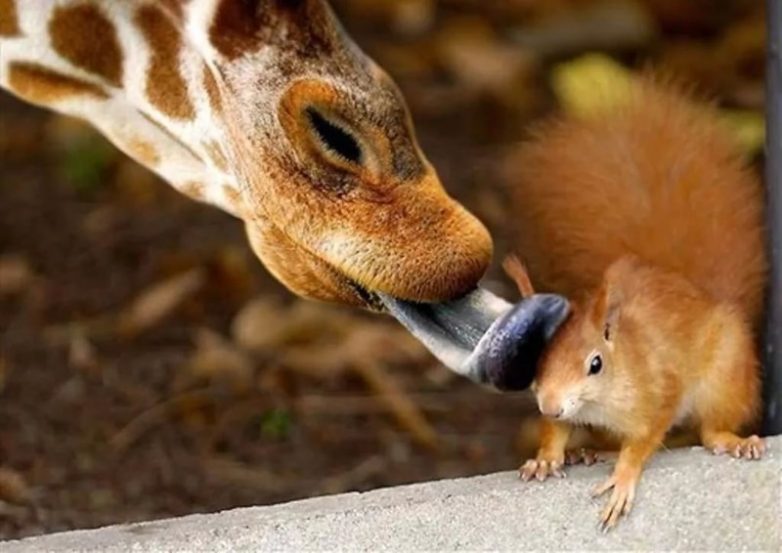Необычные и смешные фотографии животных